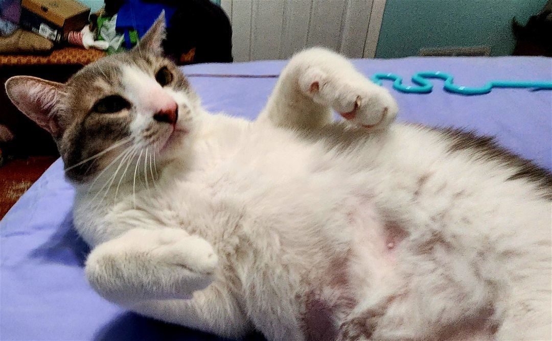 Lourde, a Adoptable Domestic Short Hair in Philadelphia, PA image 6/6