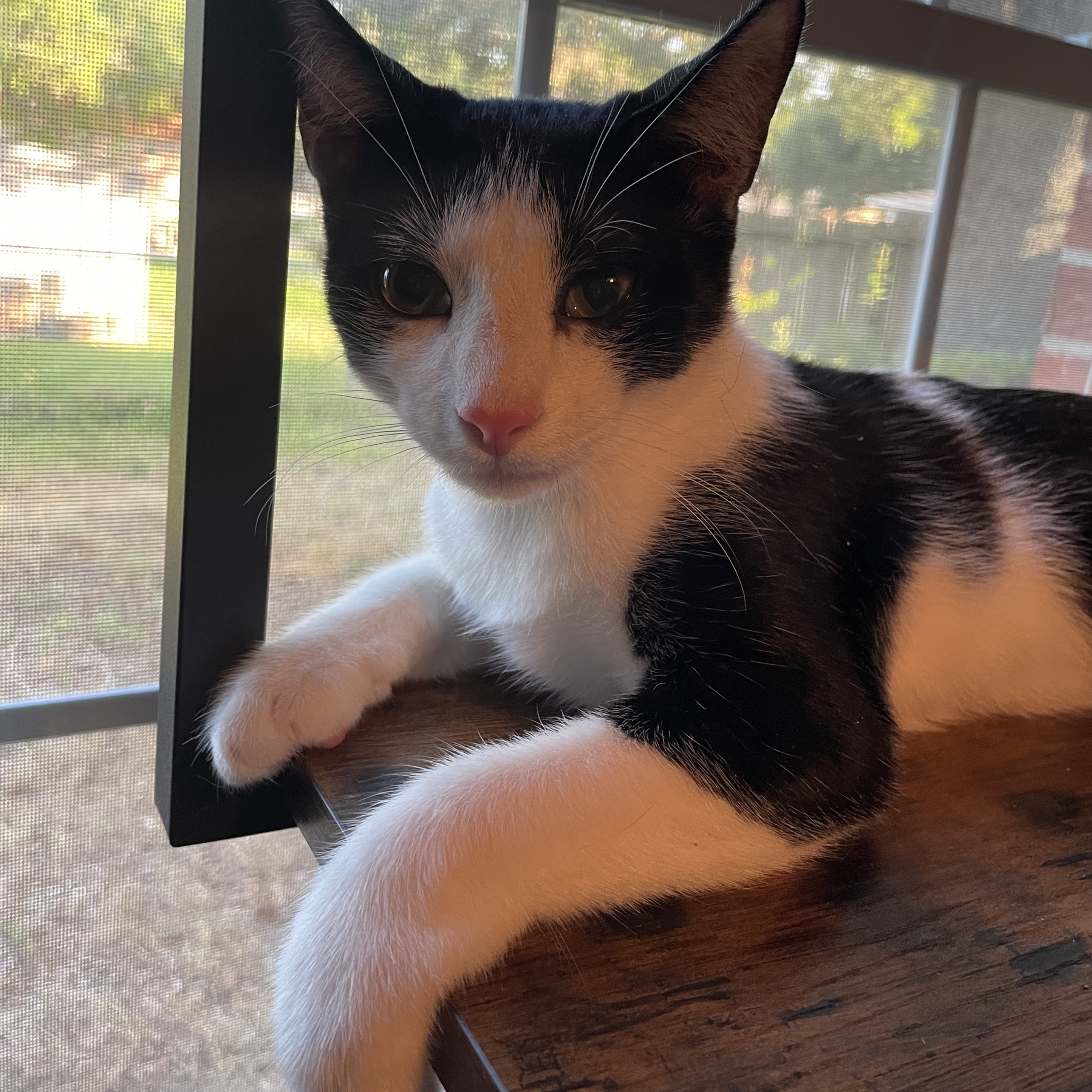 Enlarge Adelie, a Adopted Domestic Short Hair in Bryan, TX image 5/6