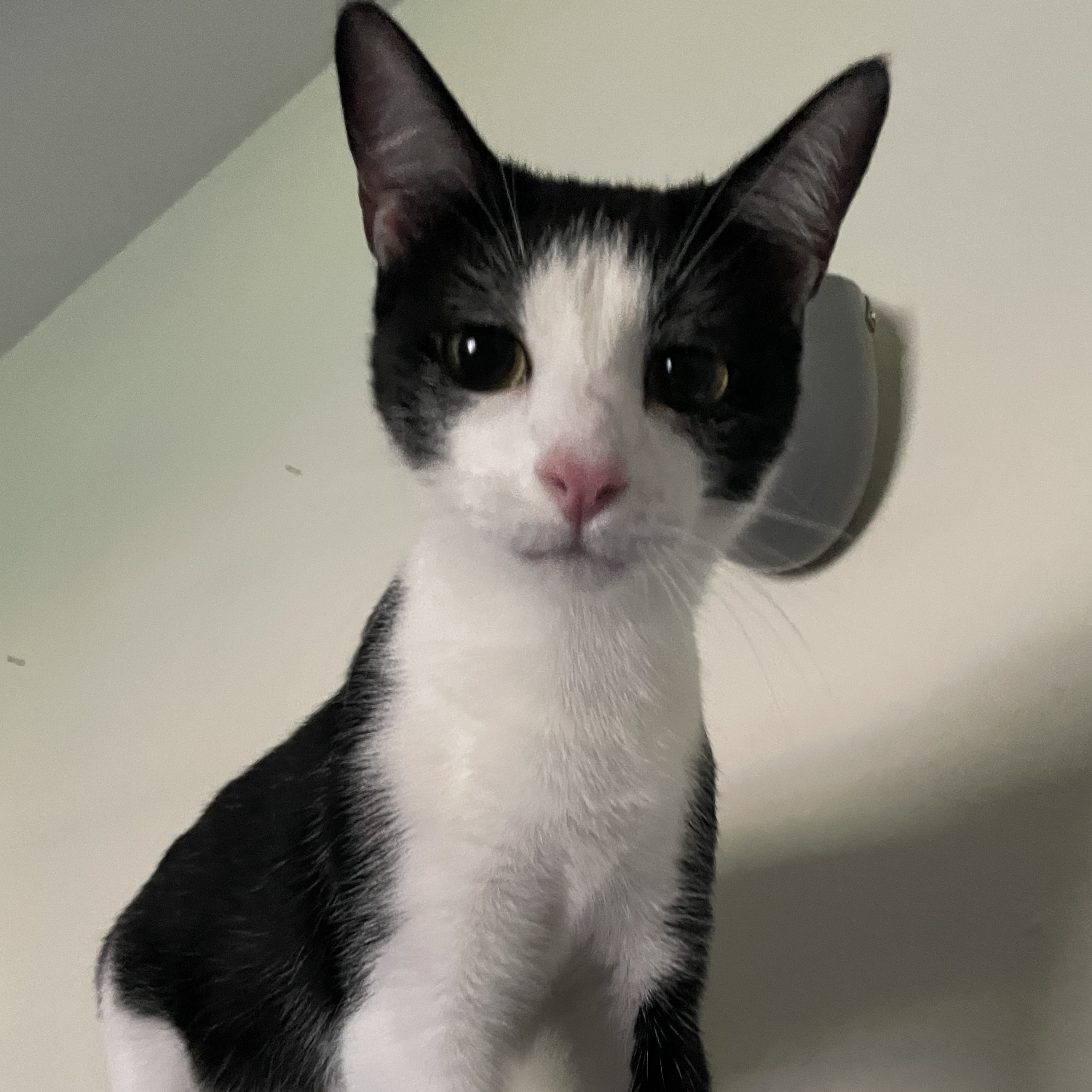 Enlarge Adelie, a Adopted Domestic Short Hair in Bryan, TX image 2/6