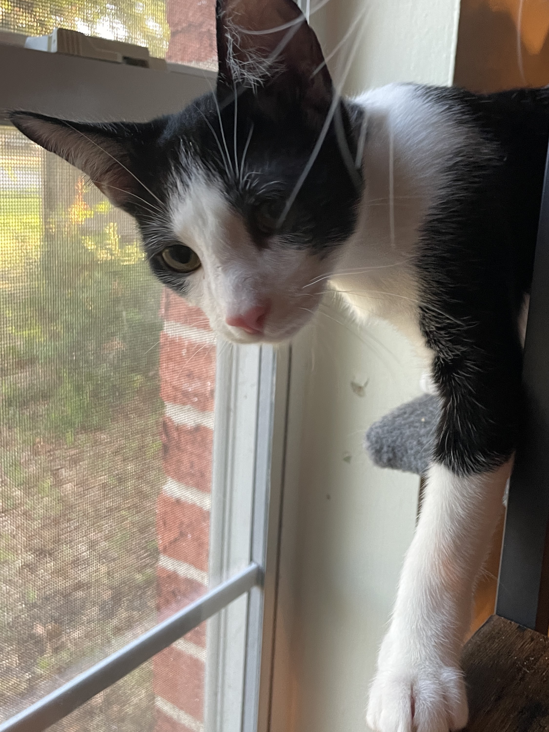 Enlarge Adelie, a Adopted Domestic Short Hair in Bryan, TX image 6/6