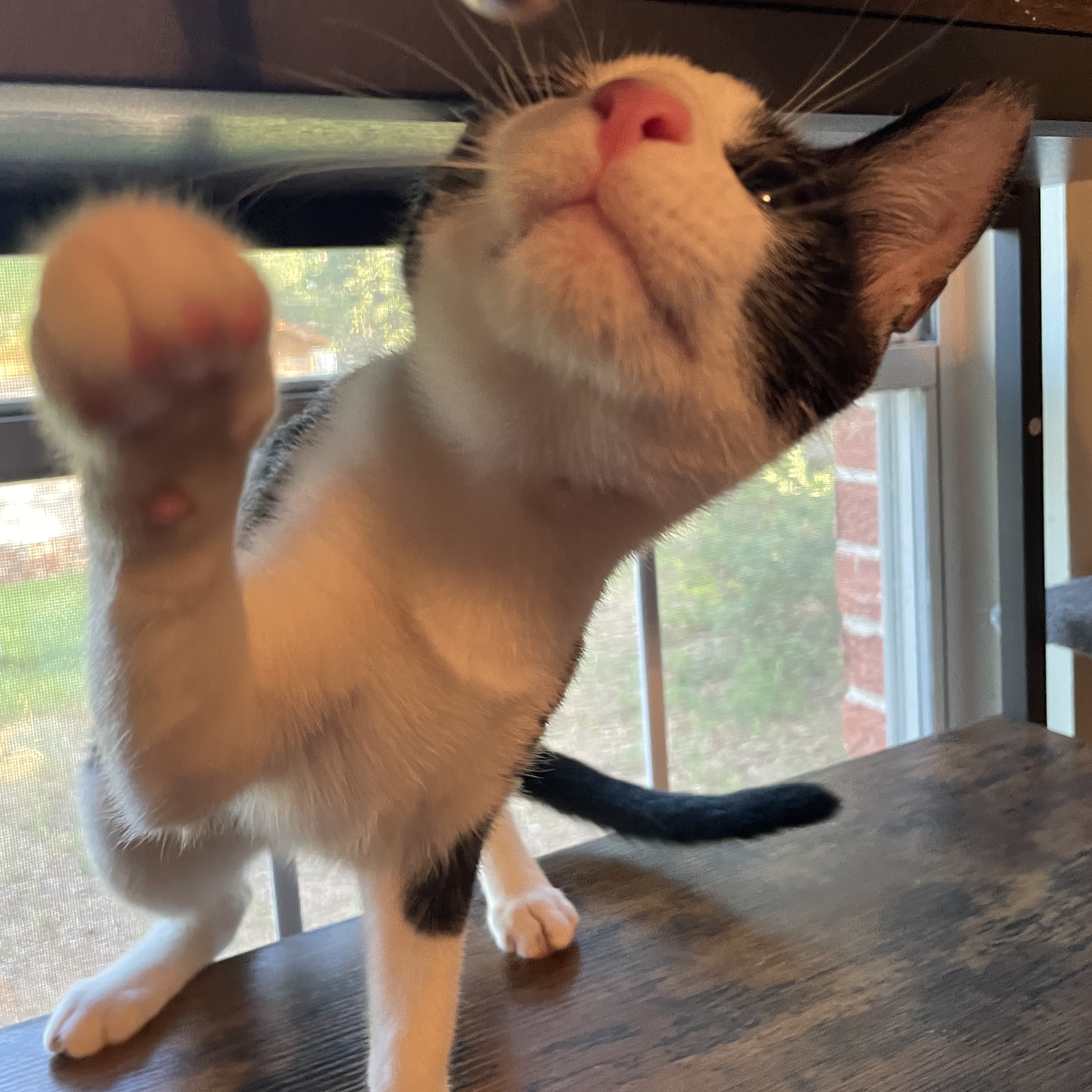 Enlarge Adelie, a Adopted Domestic Short Hair in Bryan, TX image 3/6