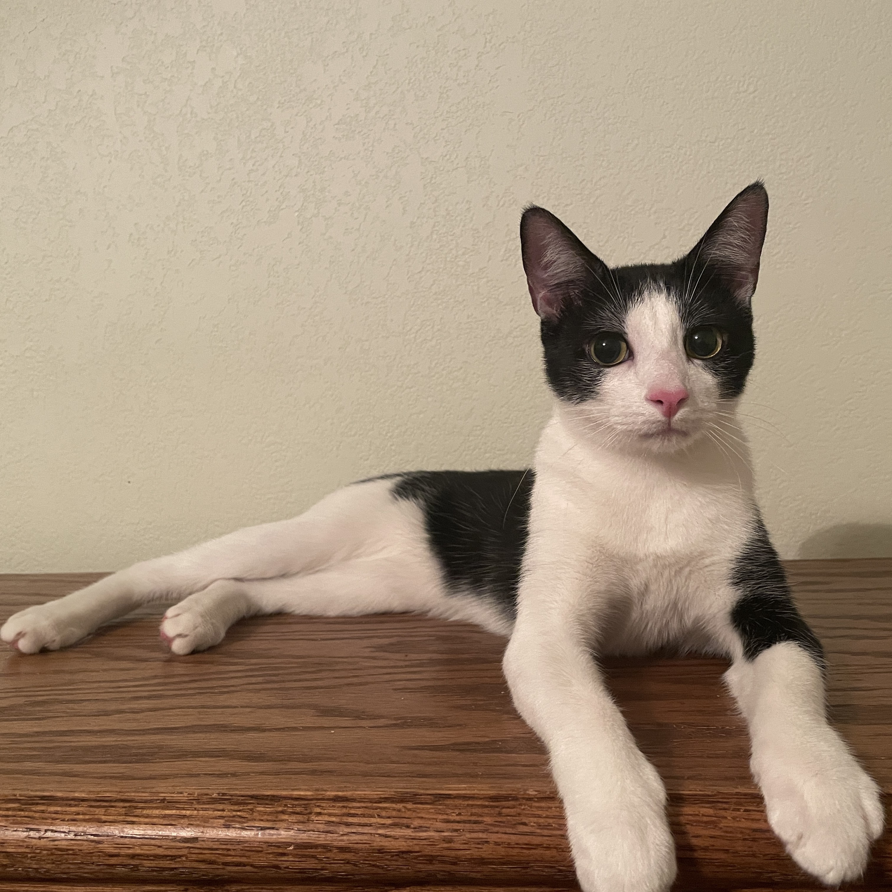 Enlarge Adelie, a Adopted Domestic Short Hair in Bryan, TX image 4/6