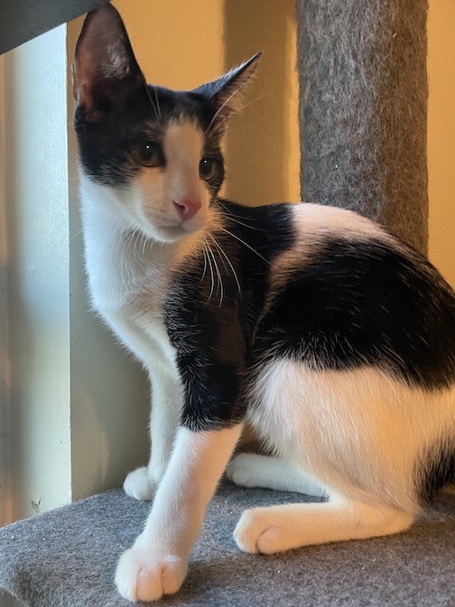 Adelie, Adopted, Adult Male Domestic Short Hair.