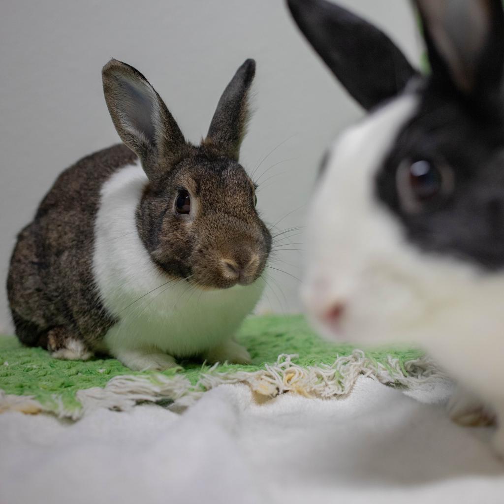 Rebel (bonded to Archie), Adoptable, Senior Female Dutch & Rabbit, DomesticMix.