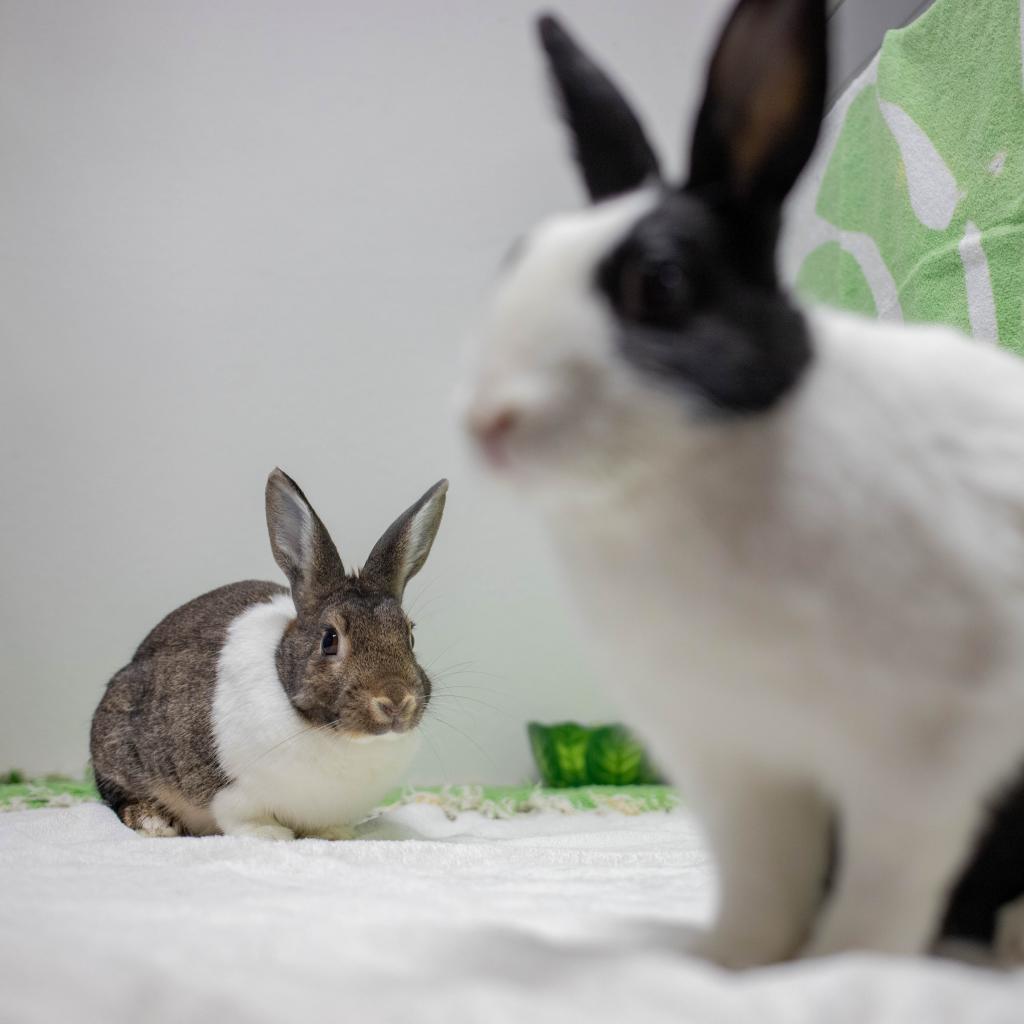 Enlarge Rebel (bonded to Archie), a Adoptable mixed breed in San Diego, CA image 3/4