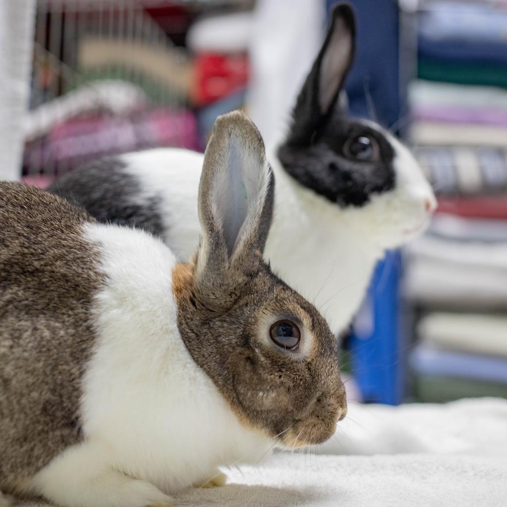 Enlarge Rebel (bonded to Archie), a Adoptable mixed breed in San Diego, CA image 4/4