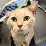 Enlarge Deidre , a ADOPTABLE mixed breed in Lansing, MI image 1/3