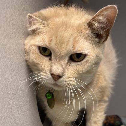 Enlarge Deidre , a ADOPTABLE mixed breed in Lansing, MI image 3/3