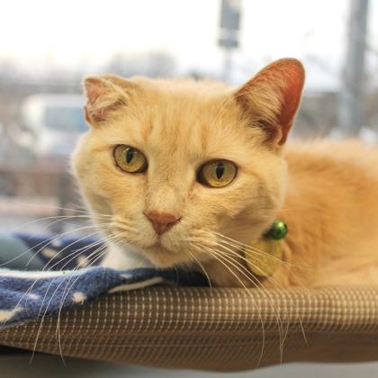 Enlarge Deidre , an adopted mixed breed in Lansing, MI image 1/4