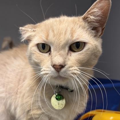 Enlarge Deidre , a ADOPTABLE mixed breed in Lansing, MI image 2/3