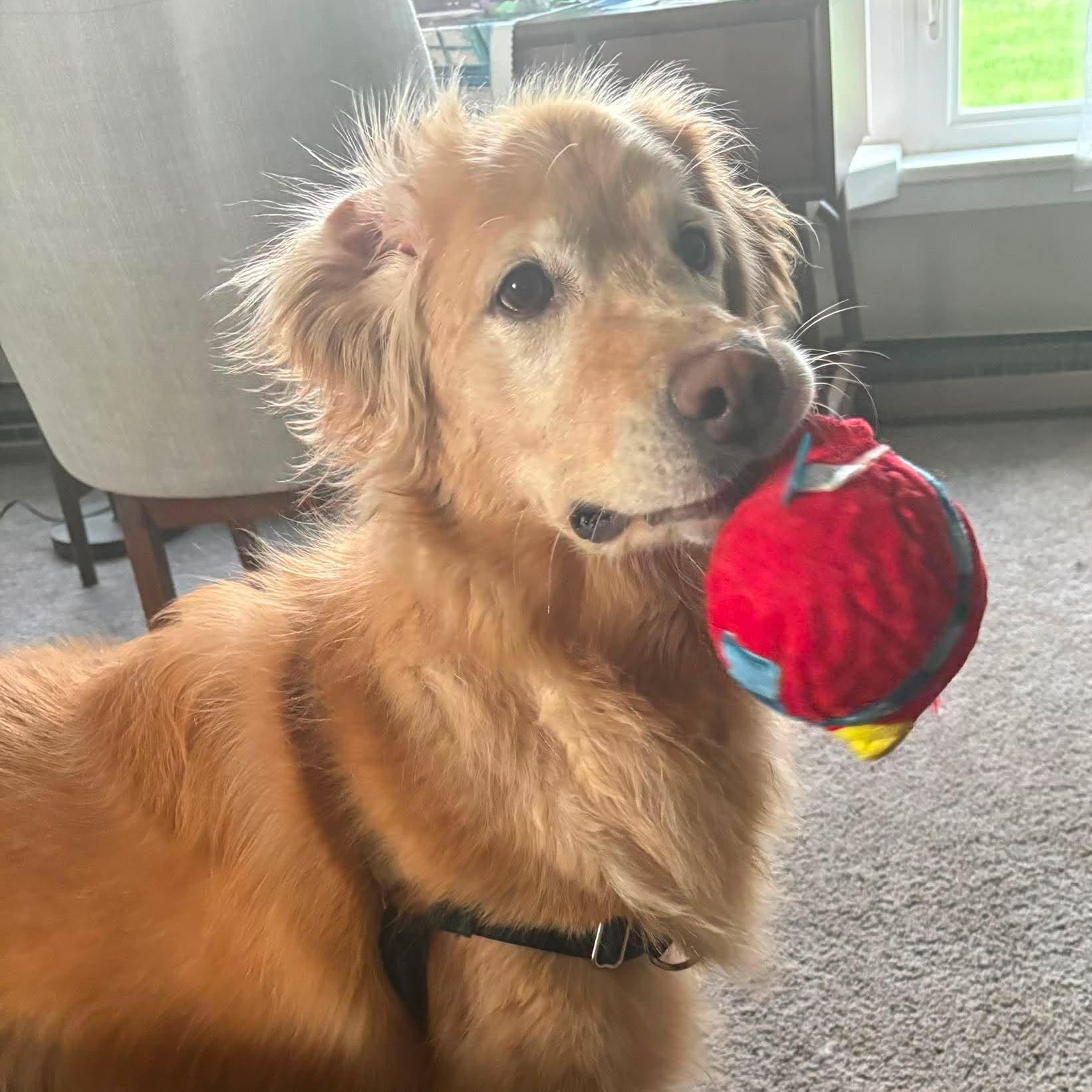 Juniper, a Adoptable Golden Retriever in Holley, NY image 4/6