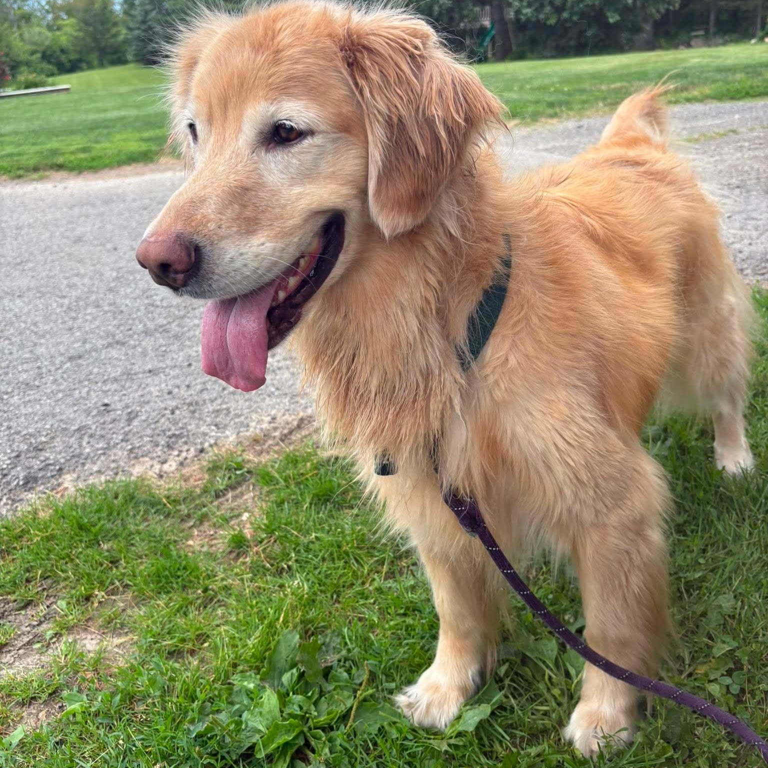 Juniper, a Adoptable Golden Retriever in Holley, NY image 6/6