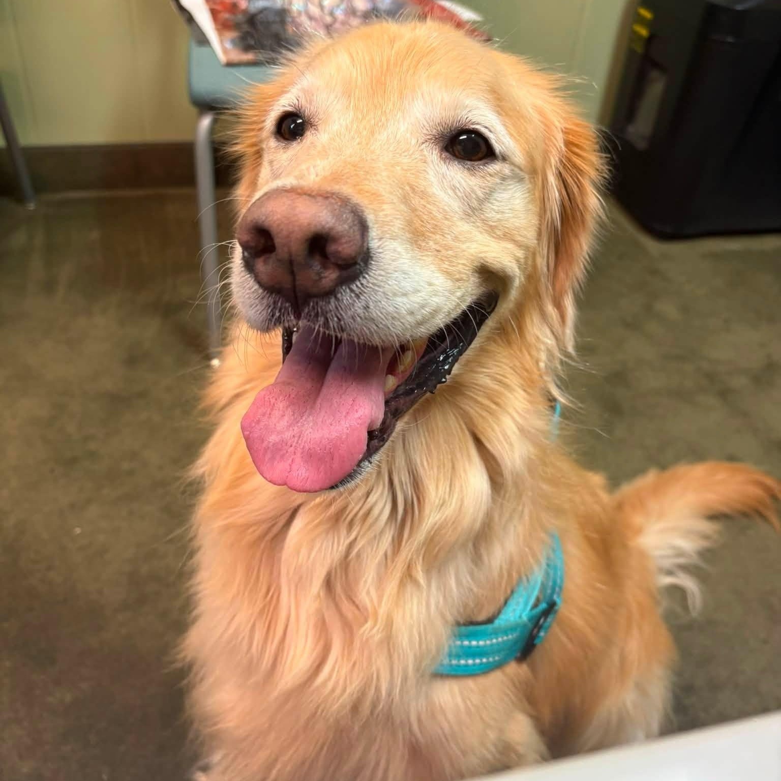 Juniper, a Adoptable Golden Retriever in Holley, NY image 3/6