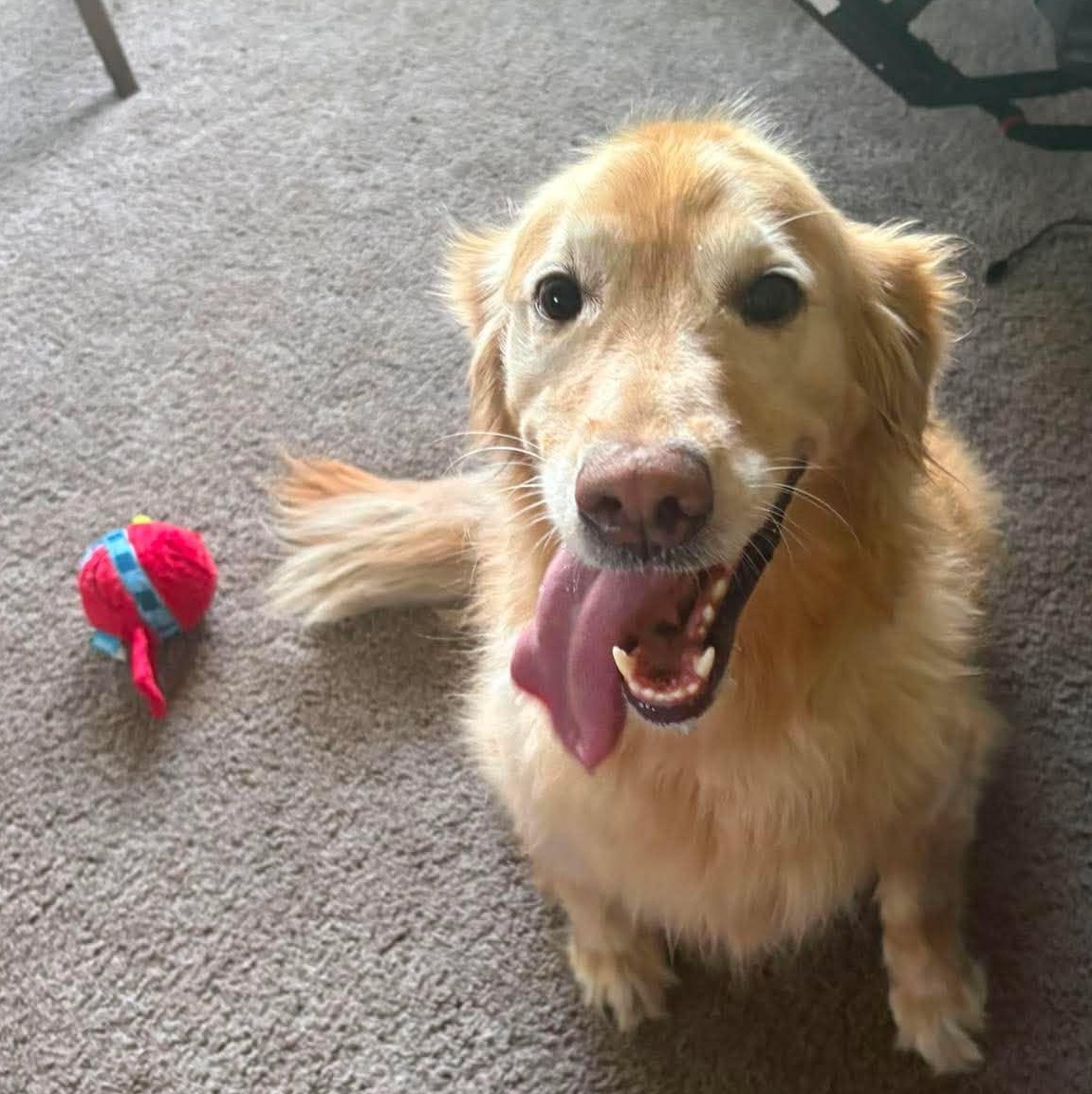 Juniper, Adoptable, Adult Female Golden Retriever.