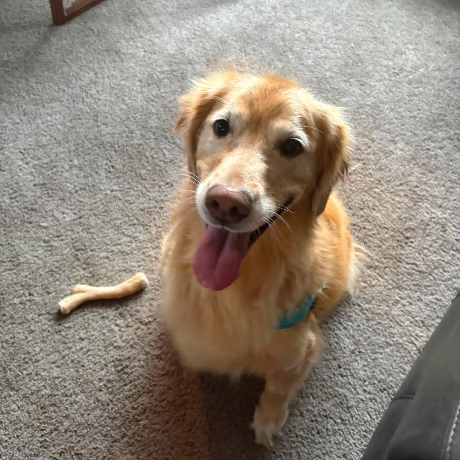 Juniper, a Adoptable Golden Retriever in Holley, NY image 5/6