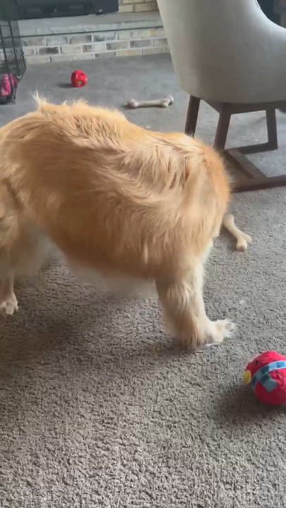 Enlarge Juniper, a Adoptable Golden Retriever in Holley, NY video 2/6