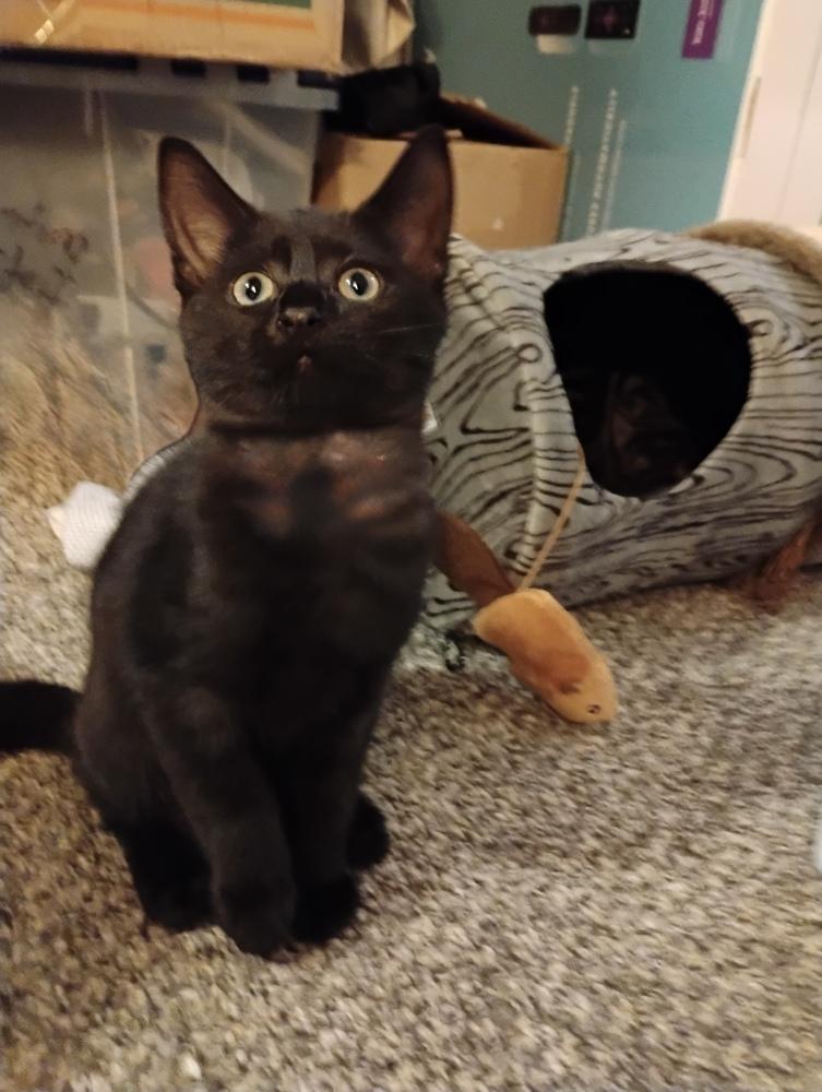 Bluth Family: Lindsay, Adoptable, Kitten Female Domestic Short Hair.