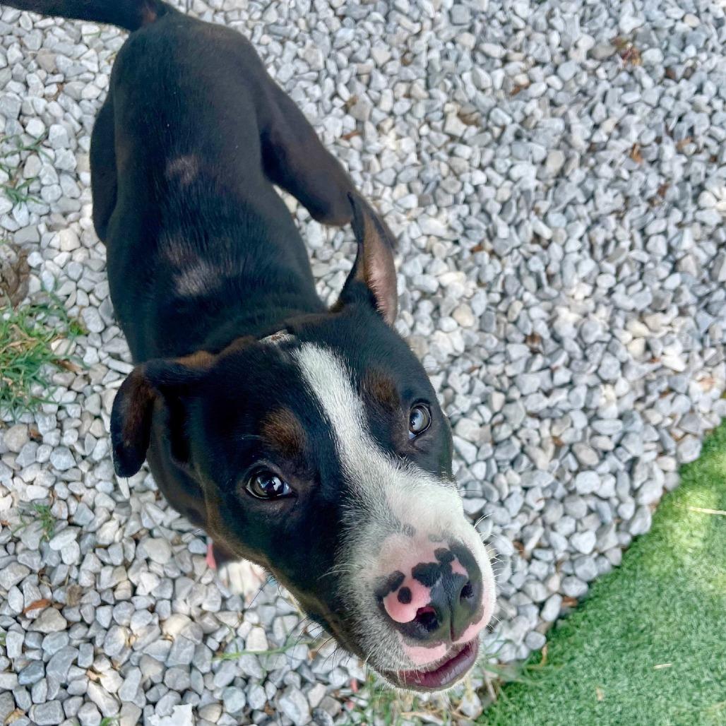 Orby (formerly Jeffries), Adoptable, Young Male American Staffordshire Terrier.