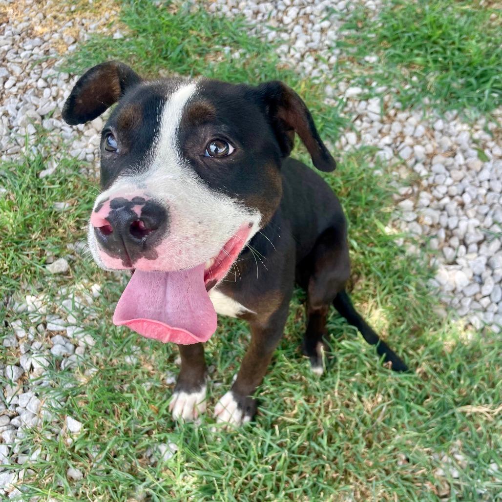 Orby (formerly Jeffries), Adoptable, Young Male American Staffordshire Terrier.