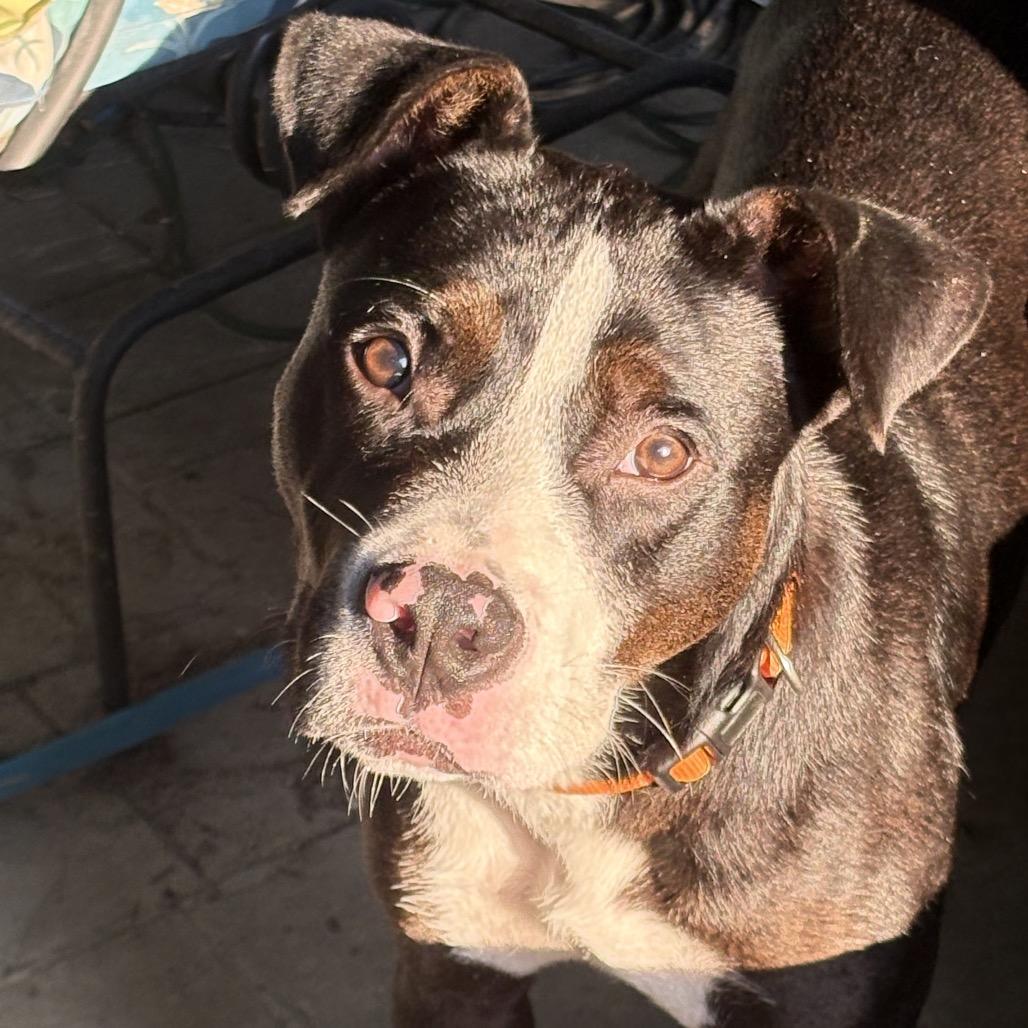 Enlarge Orby (formerly Jeffries), a Adoptable American Staffordshire Terrier in Bartlett, TN image 2/6