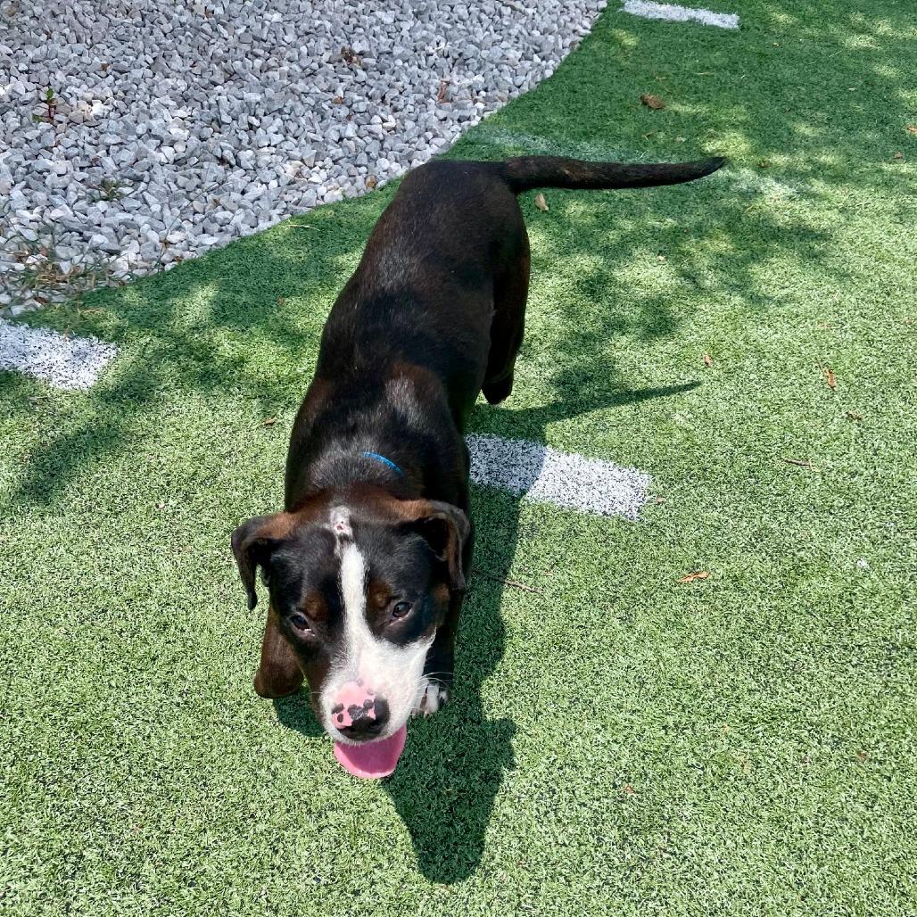 Enlarge Orby (formerly Jeffries), a Adoptable American Staffordshire Terrier in Bartlett, TN image 3/6