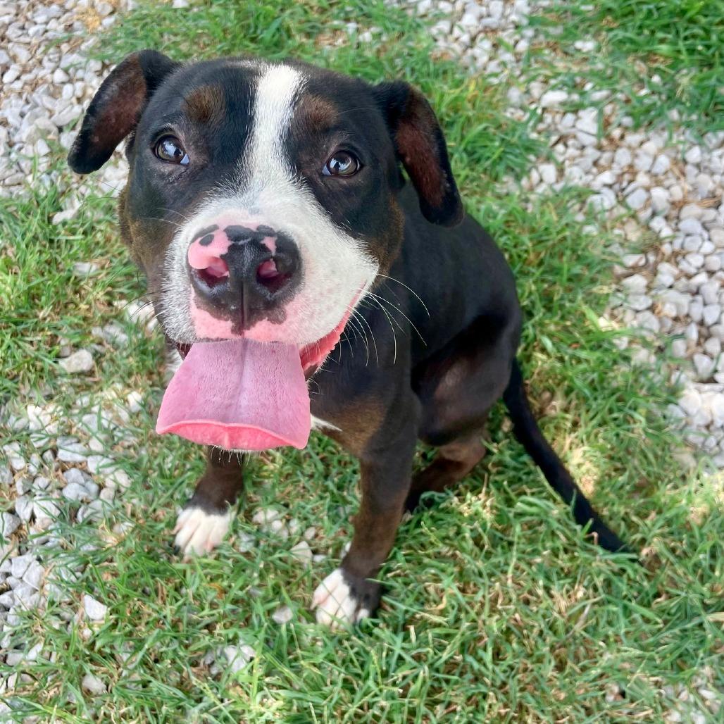 Enlarge Orby (formerly Jeffries), a Adoptable American Staffordshire Terrier in Bartlett, TN image 4/6