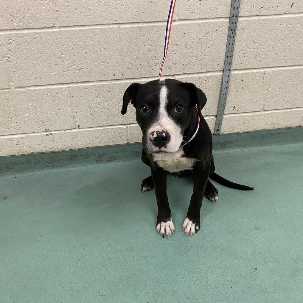 Enlarge Orby (formerly Jeffries), a Adoptable American Staffordshire Terrier in Bartlett, TN image 6/6