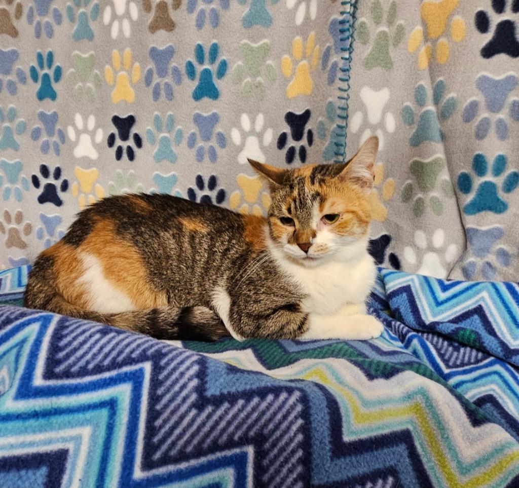 Enlarge April / Ester, a Adoptable mixed breed in Wabash, IN image 1/1