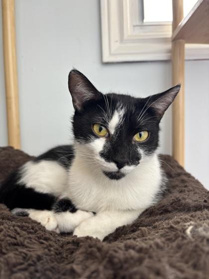 Enlarge Boeing, a Adoptable mixed breed in Erin, ON image 1/1