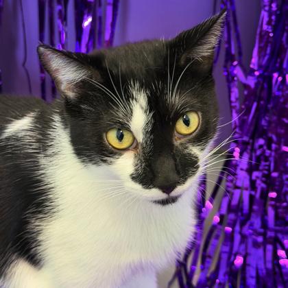 Boeing, Adoptable, Young Male Domestic Short Hair & Domestic Short Hair.