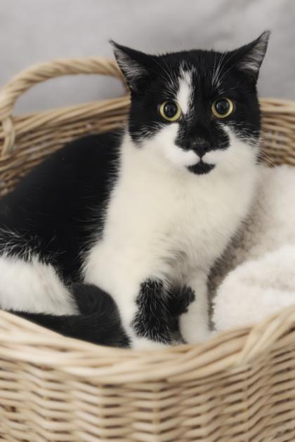 Enlarge Boeing, a Adoptable mixed breed in Erin, ON image 1/1