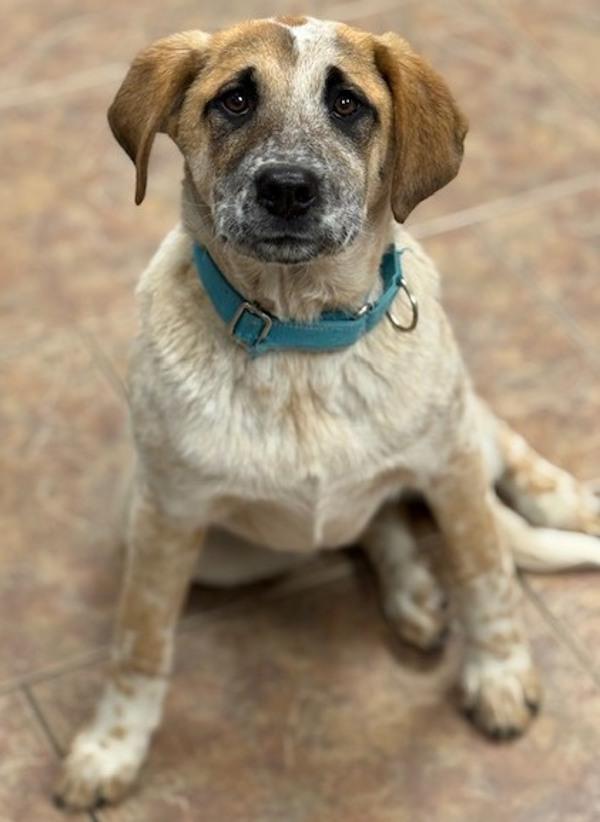Red, Adoptable, Young Female Great Pyrenees & Australian Cattle Dog / Blue Heeler.