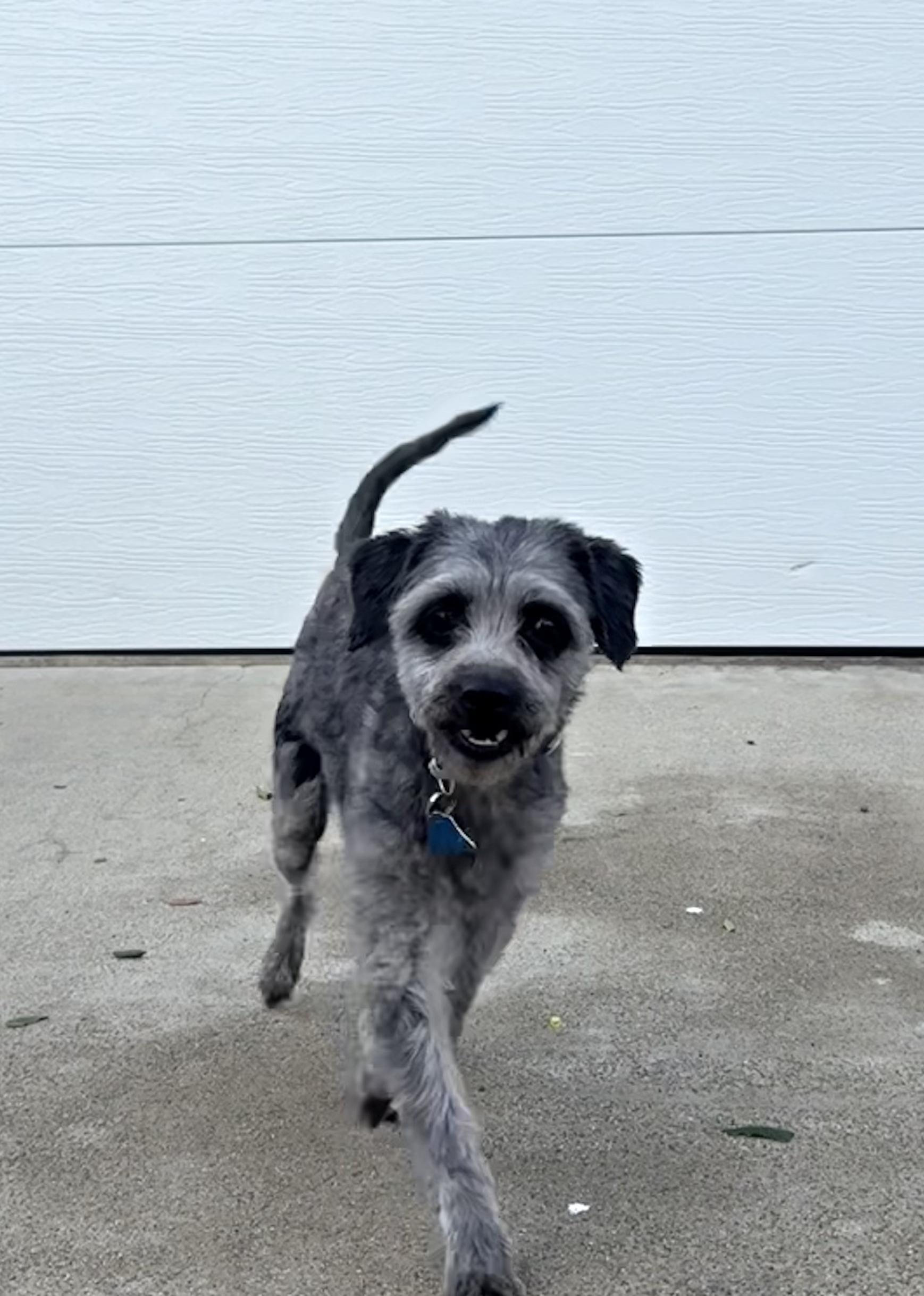 Enlarge Donette, a Adoptable Mixed Breed in Los Angeles, CA image 6/6