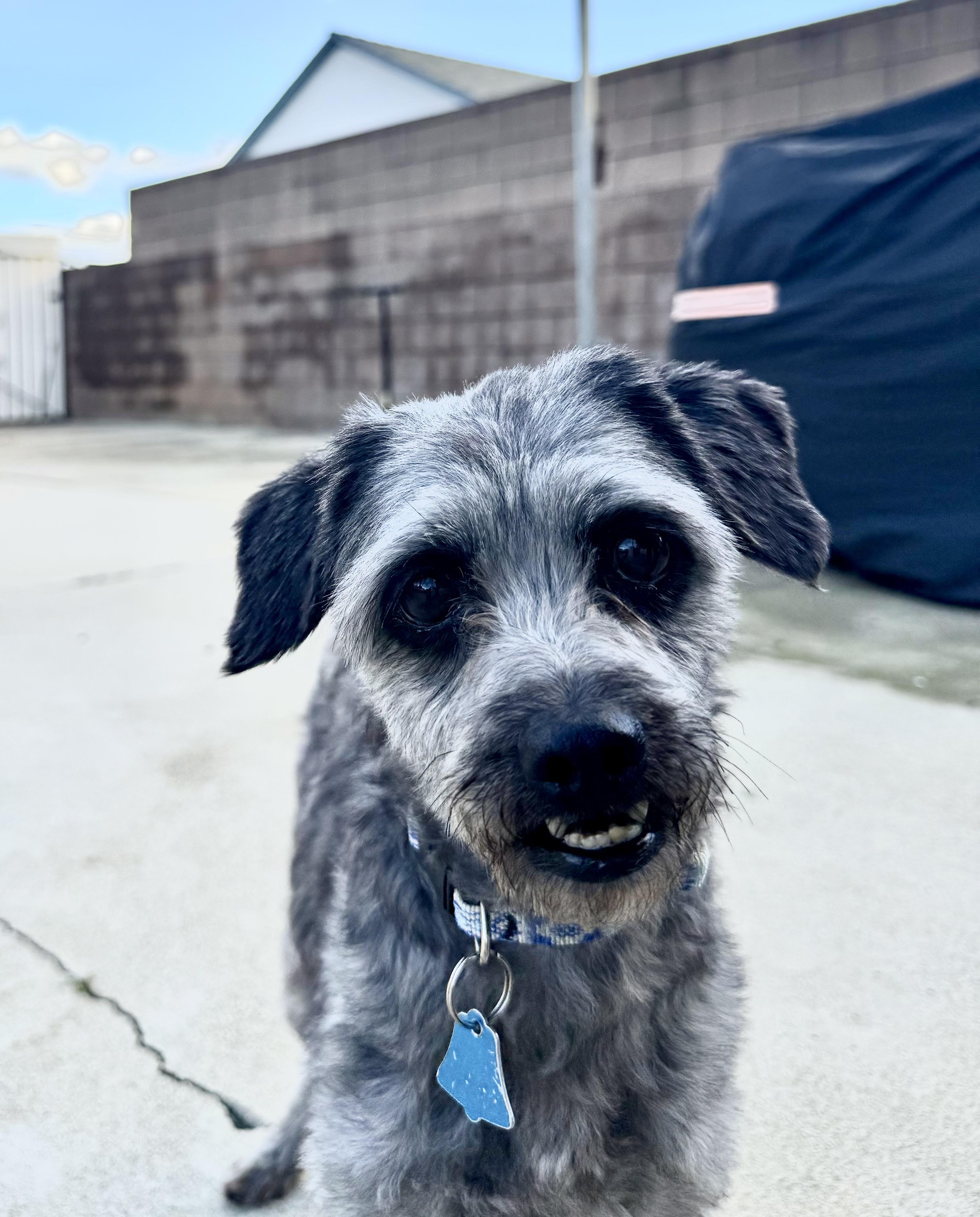 Enlarge Donette, a Adoptable Mixed Breed in Los Angeles, CA image 4/6