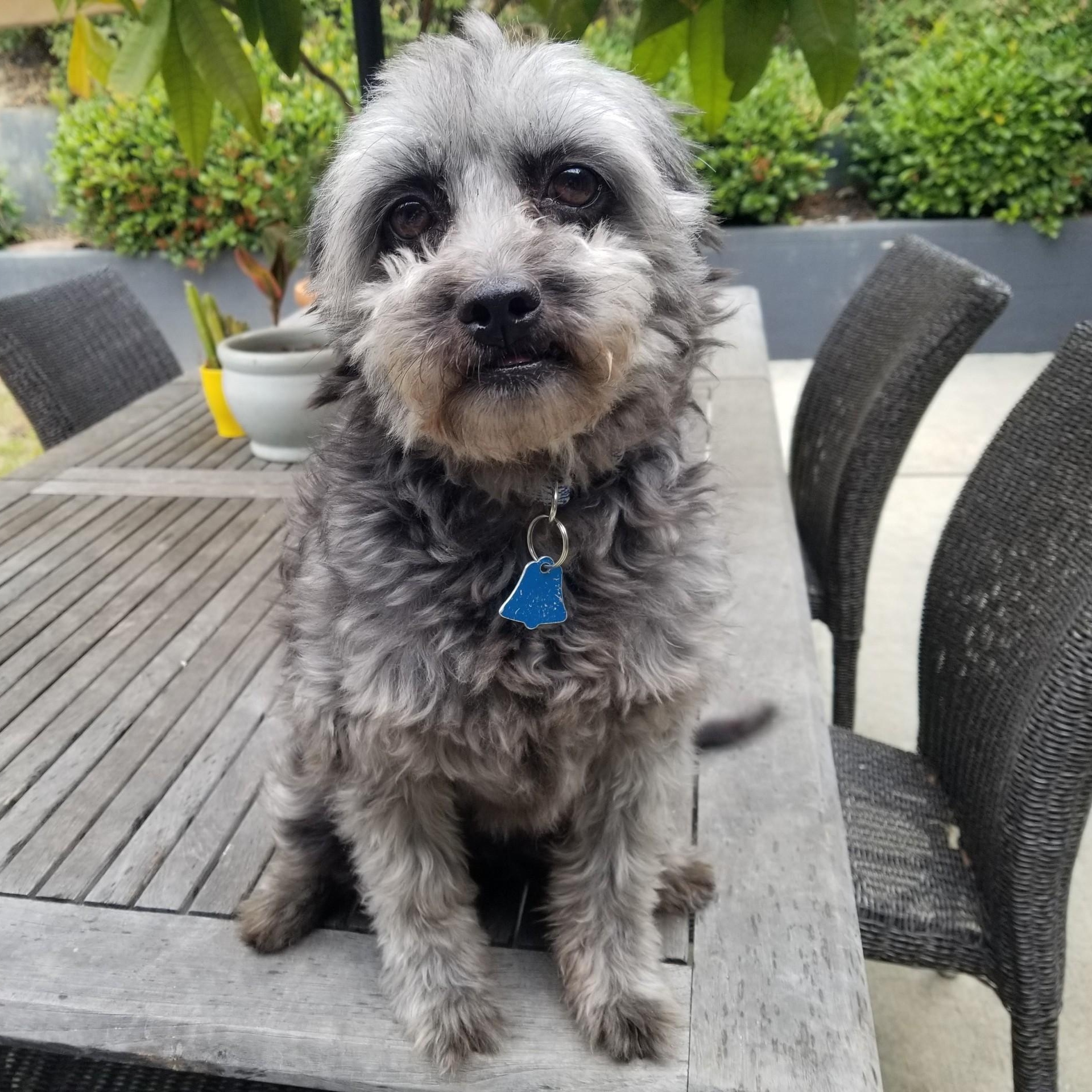 Donette, Adoptable, Adult Female Mixed Breed.