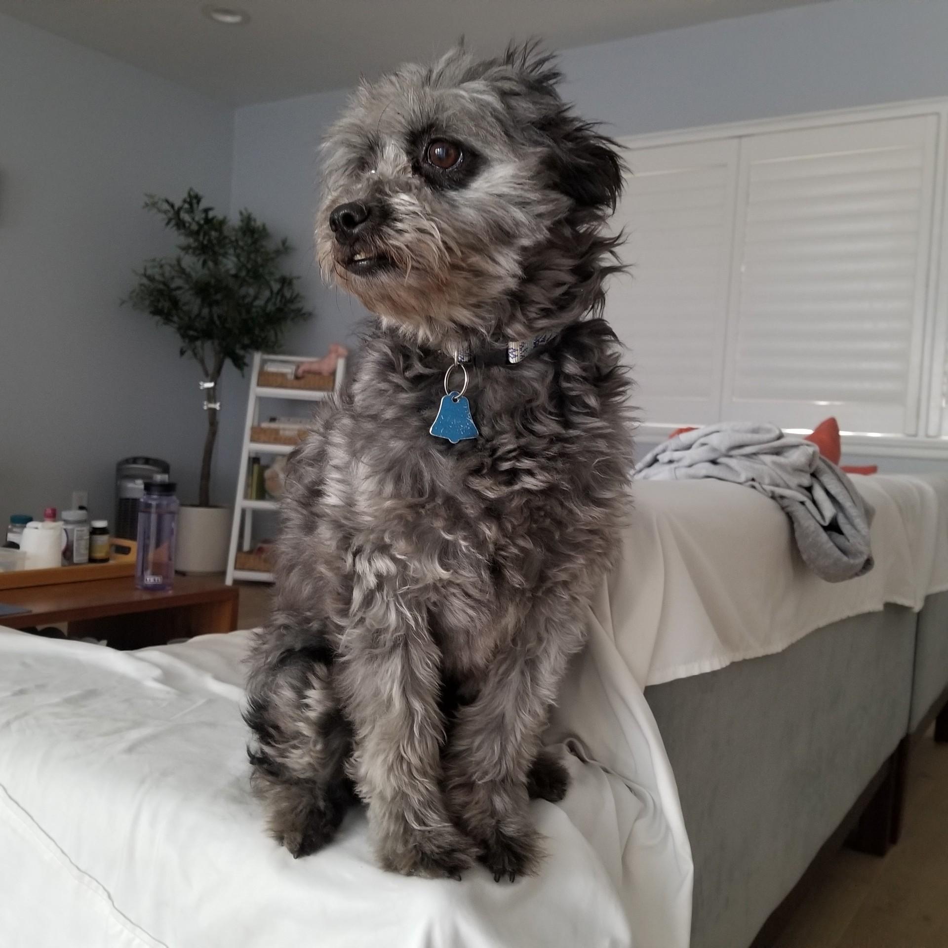Enlarge Donette, a Adoptable Mixed Breed in Los Angeles, CA image 3/6