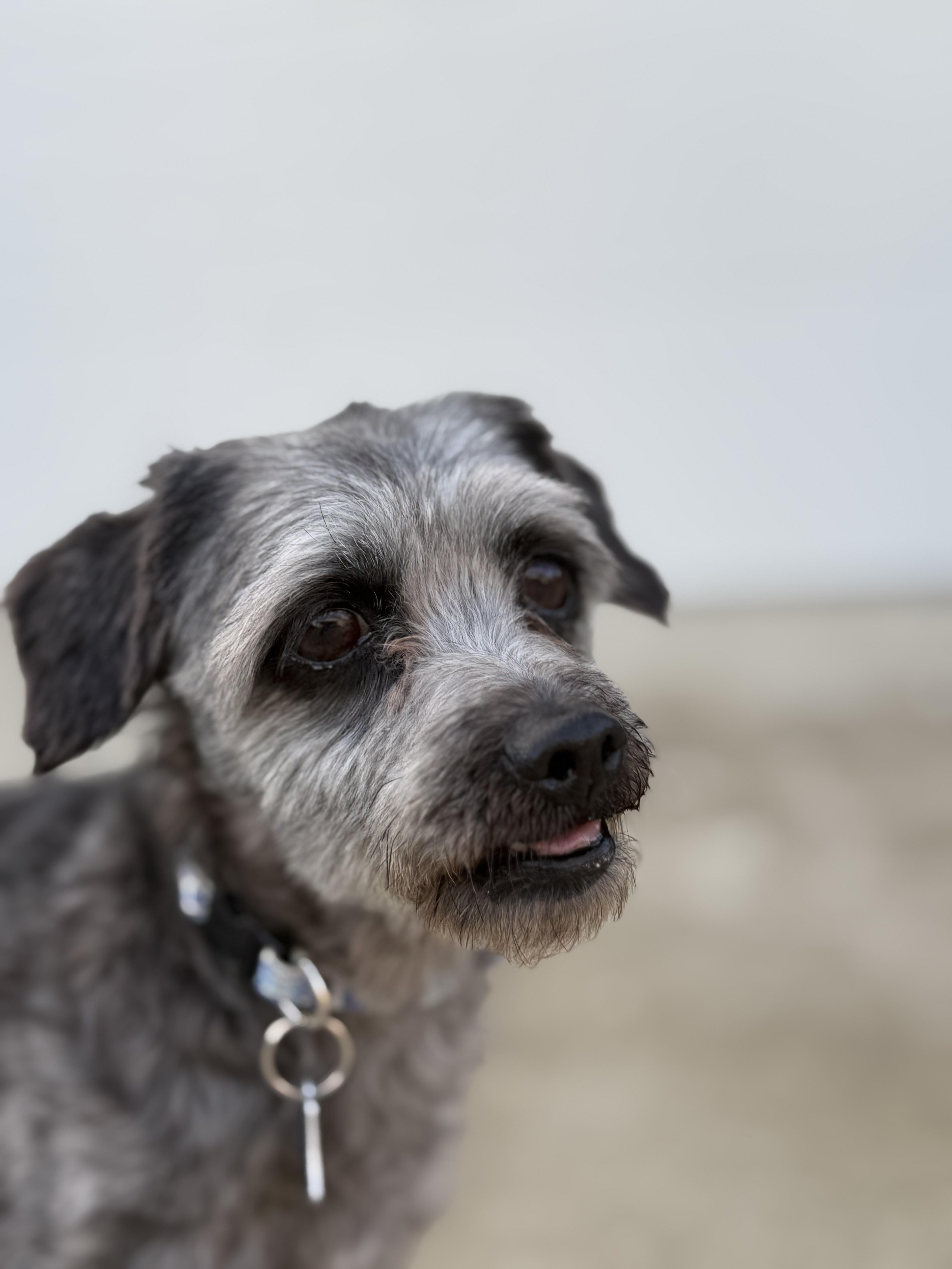 Enlarge Donette, a Adoptable Mixed Breed in Los Angeles, CA image 5/6