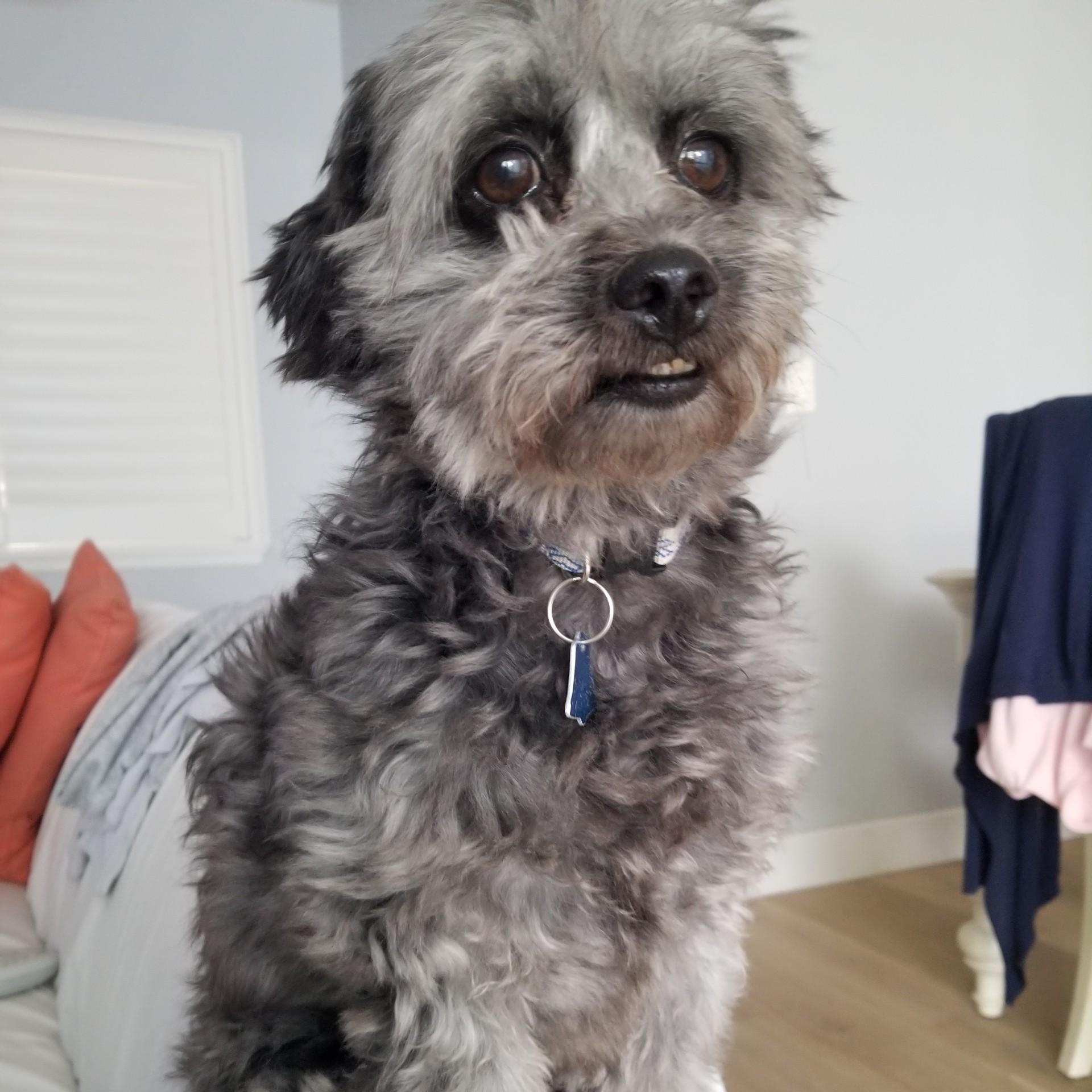 Enlarge Donette, a Adoptable Mixed Breed in Los Angeles, CA image 2/6