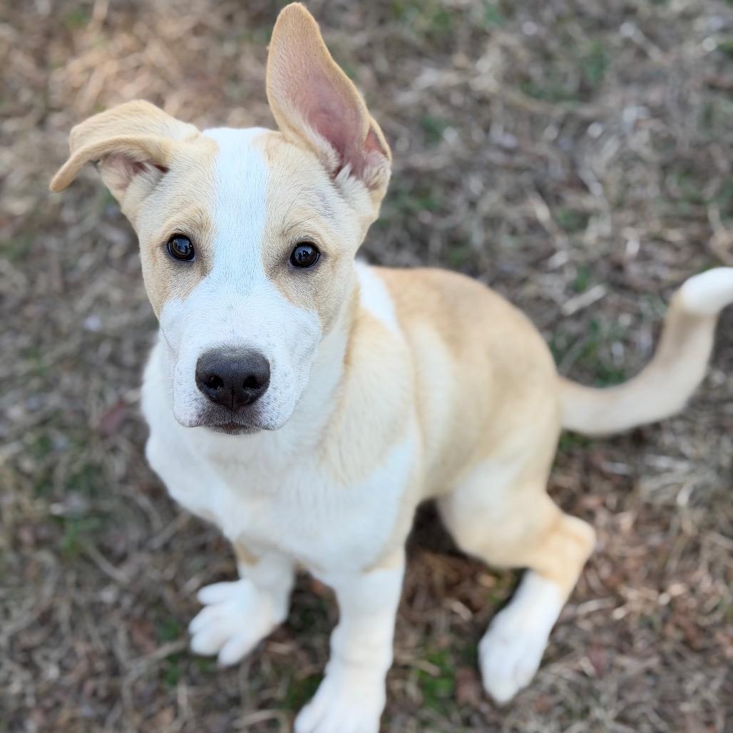 Enlarge Blizzard, a Adoptable mixed breed in Brownsboro, AL image 1/6