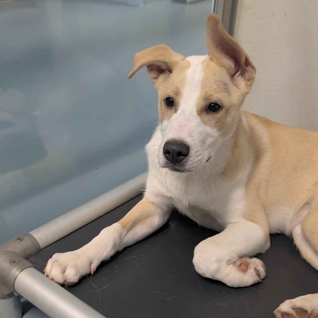 Enlarge Blizzard, a Adoptable mixed breed in Brownsboro, AL image 2/6