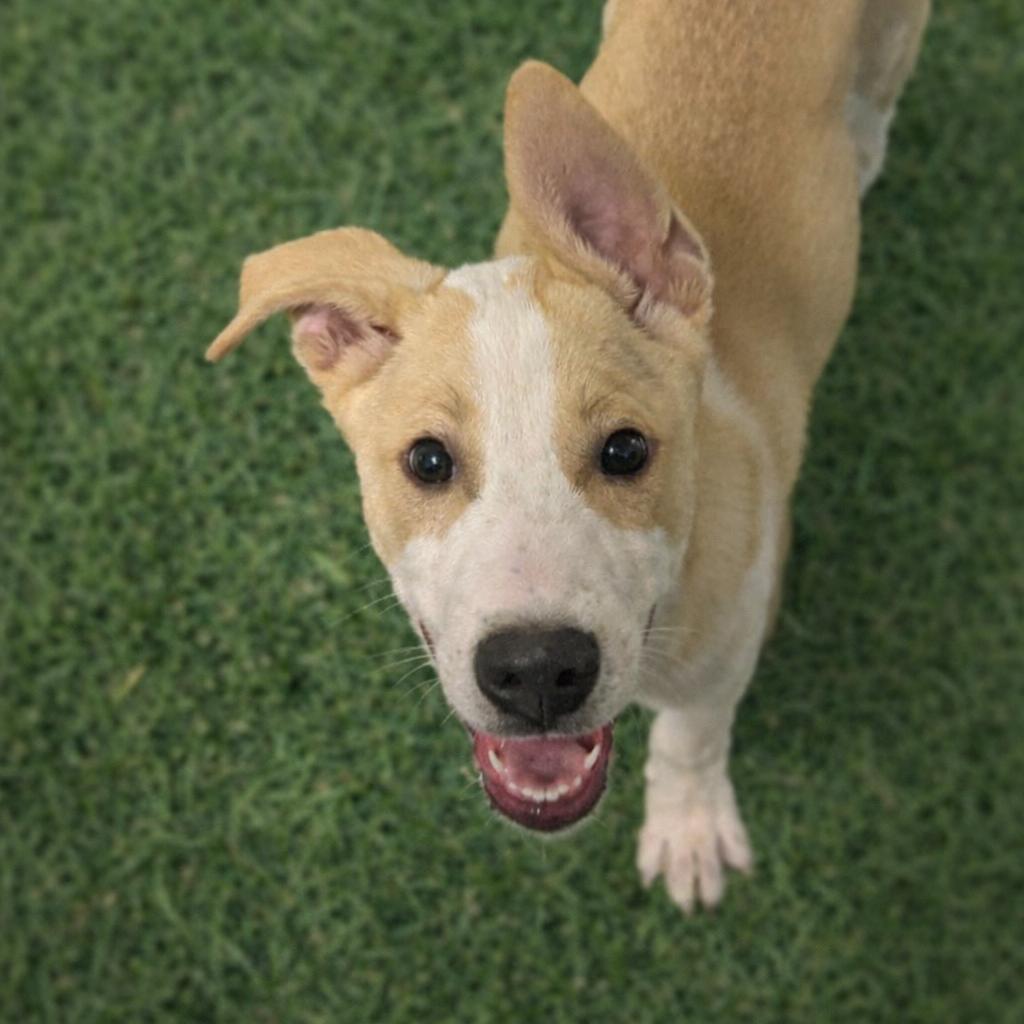 Enlarge Blizzard, a Adoptable mixed breed in Brownsboro, AL image 3/6