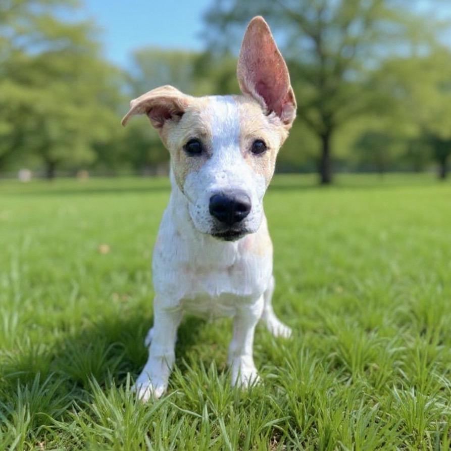 Enlarge Blizzard, a Adoptable mixed breed in Brownsboro, AL image 4/6