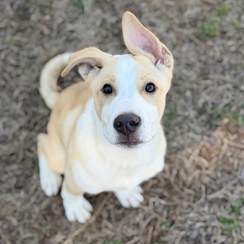 Enlarge Blizzard, a Adoptable mixed breed in Brownsboro, AL image 5/6
