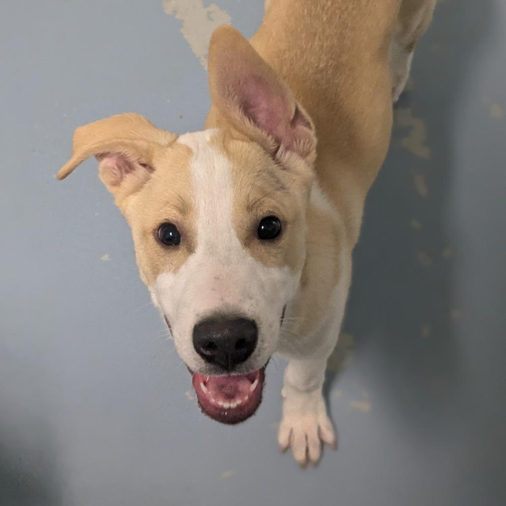 Enlarge Blizzard, a Adoptable mixed breed in Brownsboro, AL image 6/6