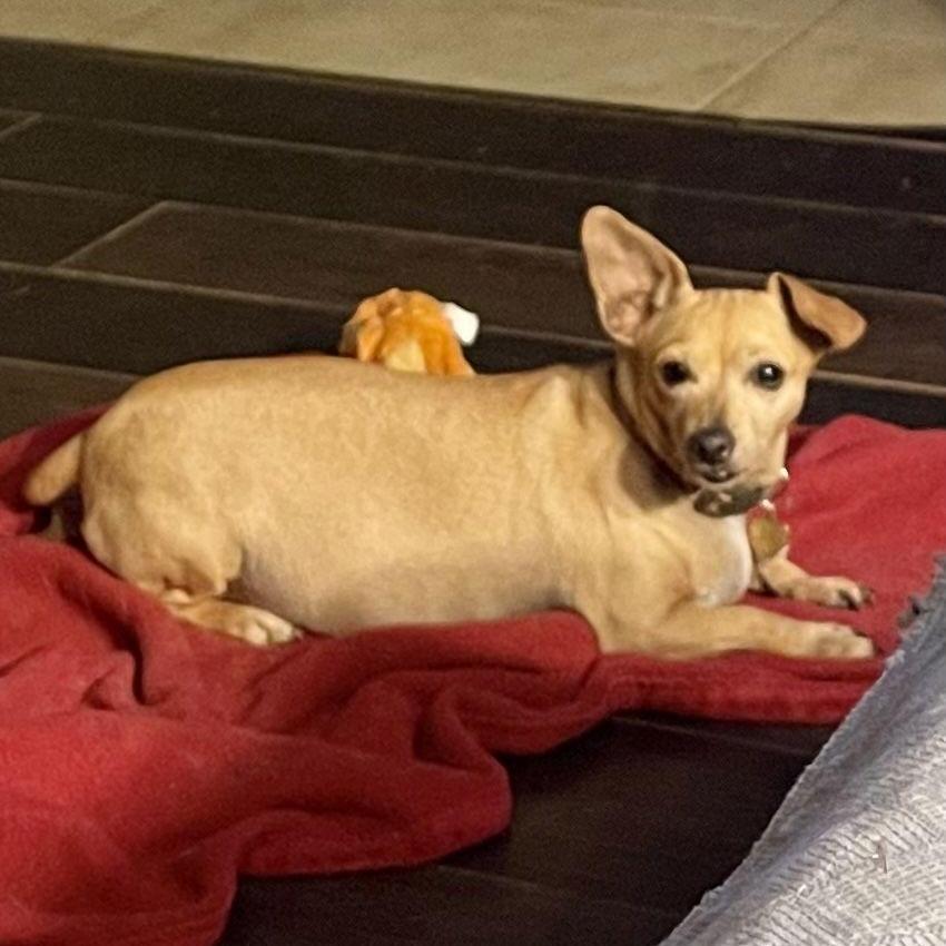 Nala, a Adoptable mixed breed in Apple Valley, CA image 1/2