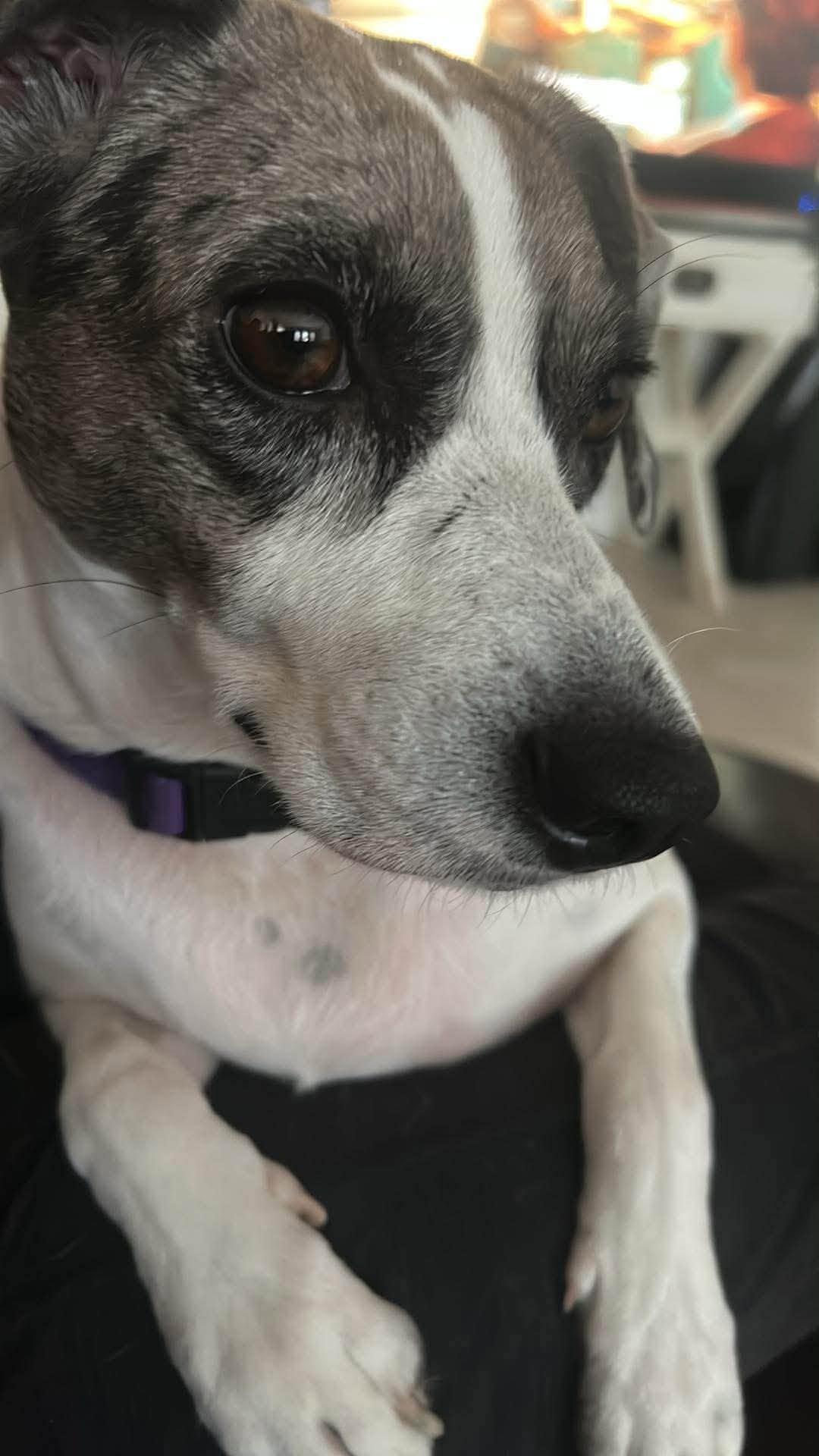 Enlarge Zoe, a ADOPTABLE mixed breed in Boston, MA image 2/4