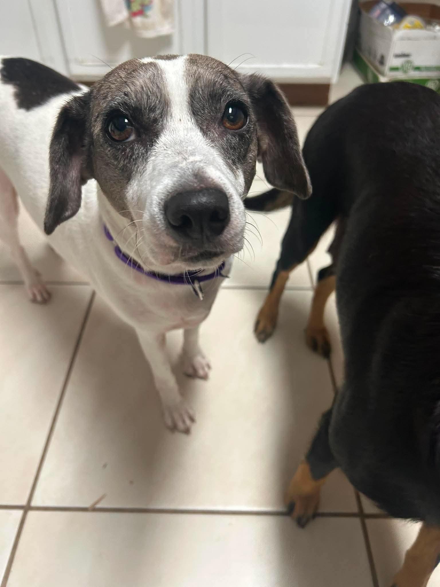 Zoe, ADOPTABLE, Young Female Beagle & Rat Terrier.