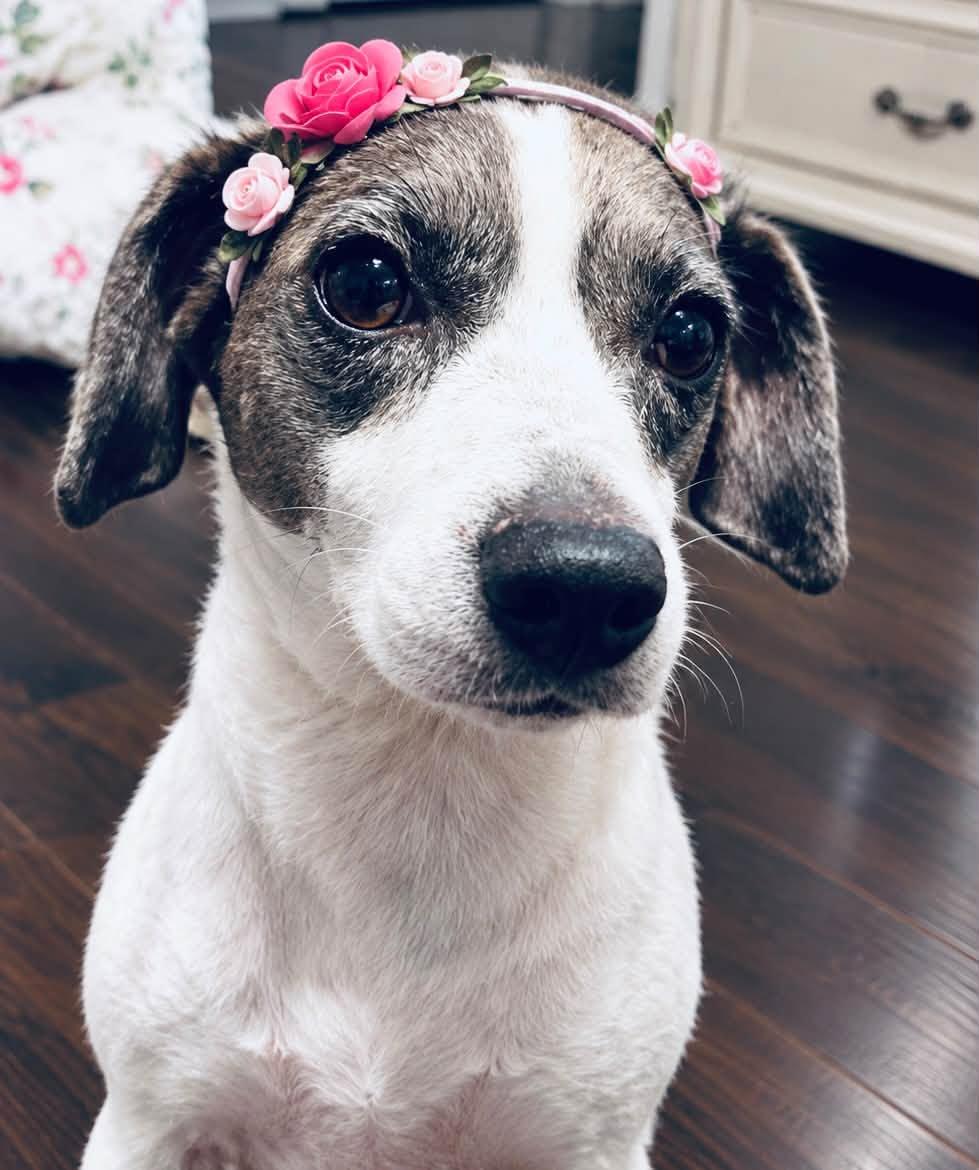 Zoe, ADOPTABLE, Adult Female Beagle & Rat Terrier.