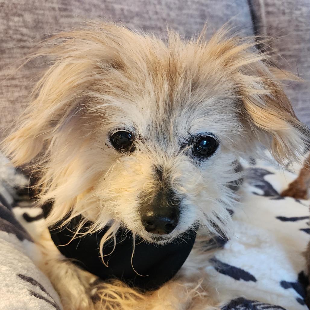 Buffy, Adoptable, Senior Female Yorkshire Terrier.