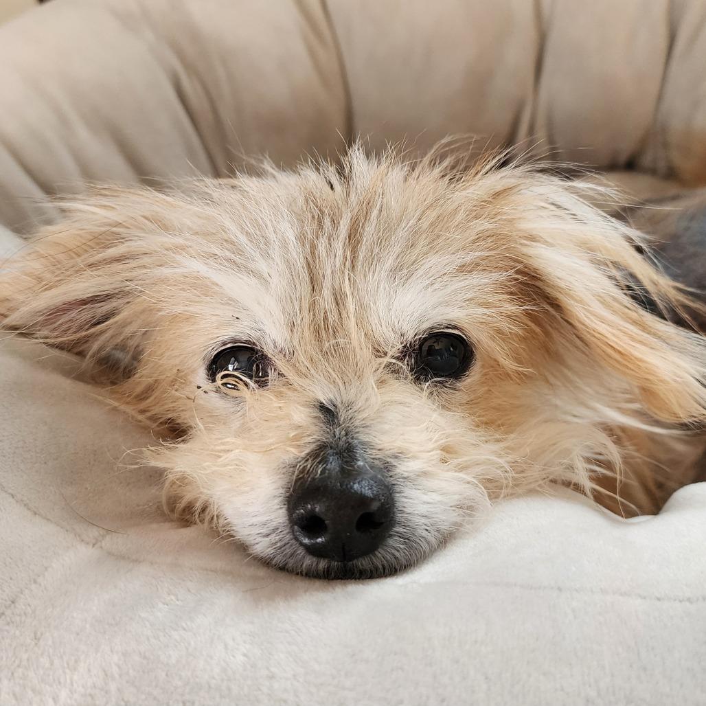 Enlarge Buffy, a Adoptable Yorkshire Terrier in Ferndale, MI image 2/6
